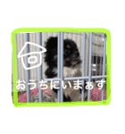 チワワの鉄男くん（個別スタンプ：32）