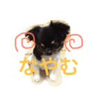 チワワの鉄男くん（個別スタンプ：35）