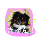 チワワの鉄男くん（個別スタンプ：38）
