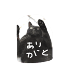 【黒猫】クロネコ好きのスタンプ（個別スタンプ：1）