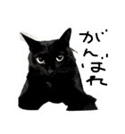 【黒猫】クロネコ好きのスタンプ（個別スタンプ：2）