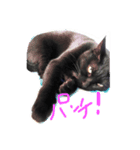 【黒猫】クロネコ好きのスタンプ（個別スタンプ：7）