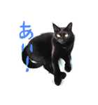 【黒猫】クロネコ好きのスタンプ（個別スタンプ：8）