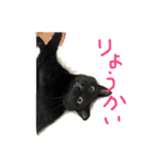【黒猫】クロネコ好きのスタンプ（個別スタンプ：10）