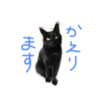 【黒猫】クロネコ好きのスタンプ（個別スタンプ：11）
