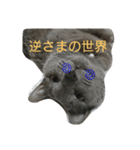 きなこ♀（個別スタンプ：3）