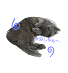 きなこ♀（個別スタンプ：4）