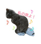 きなこ♀（個別スタンプ：5）