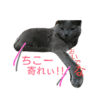 きなこ♀（個別スタンプ：6）