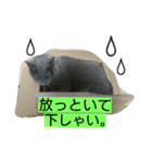 きなこ♀（個別スタンプ：9）