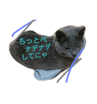きなこ♀（個別スタンプ：10）