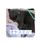 きなこ♀（個別スタンプ：11）
