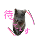 きなこ♀（個別スタンプ：12）