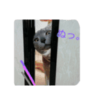 きなこ♀（個別スタンプ：13）