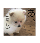 ふわふわぽめたん（個別スタンプ：4）