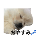 ふわふわぽめたん（個別スタンプ：5）