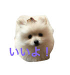 ふわふわぽめたん（個別スタンプ：8）