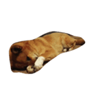 あずき(犬)（個別スタンプ：1）
