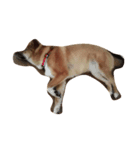 あずき(犬)（個別スタンプ：2）