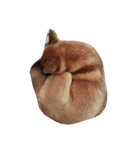 あずき(犬)（個別スタンプ：4）