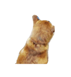 あずき(犬)（個別スタンプ：6）