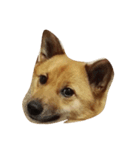 あずき(犬)（個別スタンプ：7）