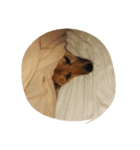 あずき(犬)（個別スタンプ：8）