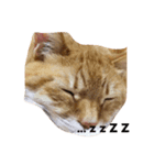 毒吐く猫（個別スタンプ：2）