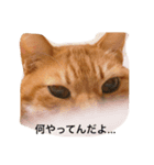毒吐く猫（個別スタンプ：3）