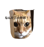 毒吐く猫（個別スタンプ：4）