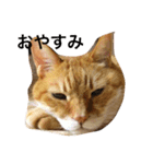 毒吐く猫（個別スタンプ：6）