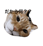 毒吐く猫（個別スタンプ：8）