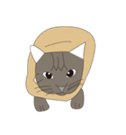 Cat＆Mouse Diard（個別スタンプ：32）