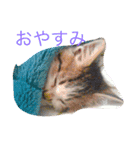 ぷっこ（個別スタンプ：2）