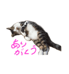 ぷっこ（個別スタンプ：3）