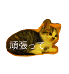 ぷっこ（個別スタンプ：4）