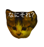 ぷっこ（個別スタンプ：6）