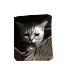 cat,cat,,,（個別スタンプ：1）