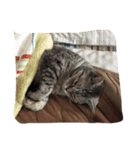 cat,cat,,,（個別スタンプ：2）