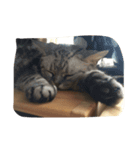 cat,cat,,,（個別スタンプ：3）