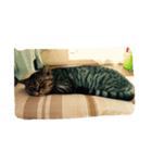 cat,cat,,,（個別スタンプ：4）