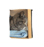 cat,cat,,,（個別スタンプ：5）