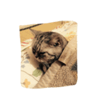 cat,cat,,,（個別スタンプ：6）