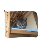 cat,cat,,,（個別スタンプ：7）