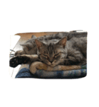 cat,cat,,,（個別スタンプ：8）