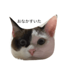 こんにちはめい（個別スタンプ：3）
