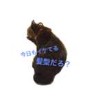 さび猫のぽぽちゃん（個別スタンプ：1）