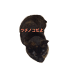 さび猫のぽぽちゃん（個別スタンプ：2）