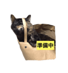 さび猫のぽぽちゃん（個別スタンプ：3）