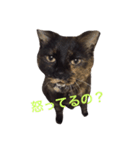 さび猫のぽぽちゃん（個別スタンプ：4）